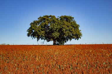 Büyük bir sorgon tarlasının ortasında, arkasında mavi bir gökyüzü olan büyük yapraklı bir ağaç..