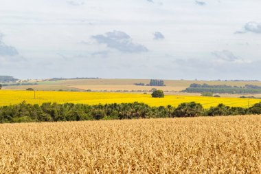 Ön planda mısır ve arka planda ayçiçekleri olan tipik bir Goias manzarası..
