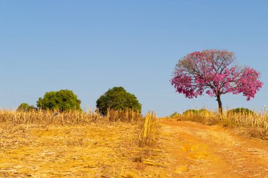 Toprak bir yolu, kuru otları ve mor bir sarmaşığı olan bir manzara. Handroanthus impetiginosus.