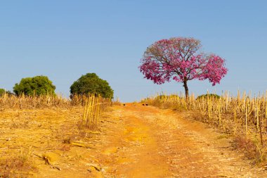 Toprak bir yolu, kuru otları ve mor bir sarmaşığı olan bir manzara. Handroanthus impetiginosus.