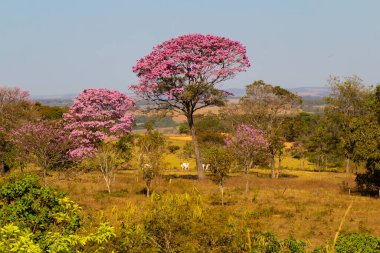  Sığır sürüsü ve çiçek açan pembe ipeklerle bir manzara. Handroanthus impetiginosus