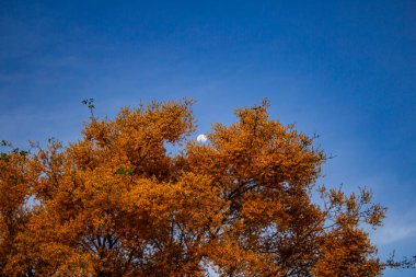 Feijo cru (Platymiscium ergenler). Arka planda mavi gökyüzü ve ay olan bir çiçek ağacı. Metin için boşluk ile.