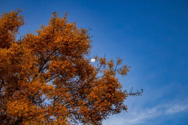 Feijo cru (Platymiscium ergenler). Arka planda mavi gökyüzü ve ay olan bir çiçek ağacı. Metin için boşluk ile.