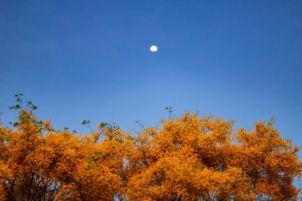 Feijo Cru Platymiscium Pubescens Kvetoucí Strom Měsícem Modrou Oblohou Pozadí — Stock fotografie