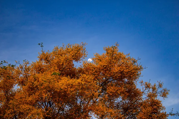 Feijo Cru Platymiscalcium Pubescens 一棵开着花的树 背景是月亮和蓝天 有文字空间 — 图库照片
