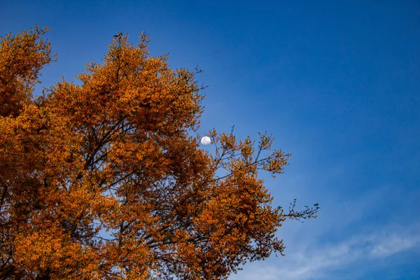 Feijo Cru Platymiscalcium Pubescens 一棵开着花的树 背景是月亮和蓝天 有文字空间 — 图库照片