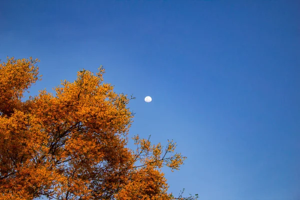 Feljo Cru Platymiscium Pubescens Цветущее Дерево Фоне Луны Голубого Неба — стоковое фото
