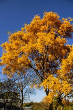 Arka planda mavi gökyüzü olan sarı çiçekli bir ağaç. Platymiscium ergenleri