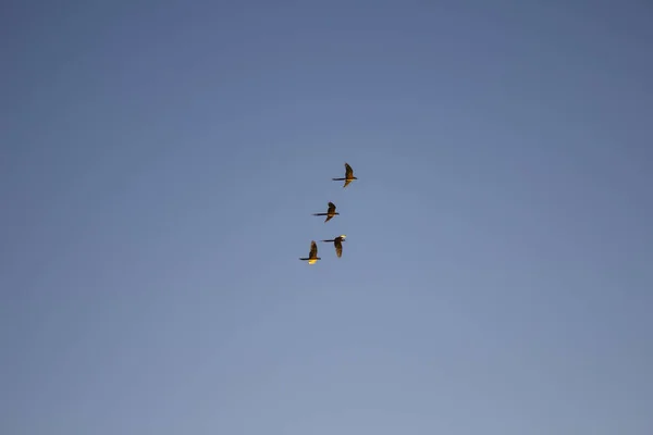 Čtyři Modro Zlatí Papoušci Létající Společně Modré Obloze Goiania — Stock fotografie