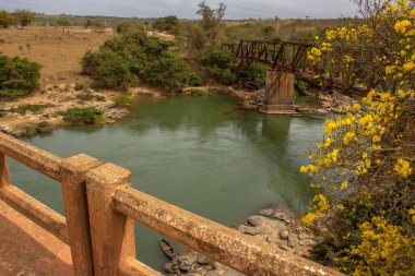 Ön planda sarı çiçekli bir ip ağacı, arka planda bir detay, Pires Rio 'daki Corumb Nehri üzerindeki eski demir köprünün.