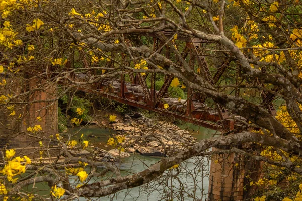 A yellow flowering ip tree in the foreground, with a detail in the background, of the old iron bridge over the Corumb River in the Pires do Rio.