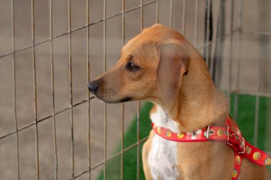 Hayvan evlat edinme fuarında ağılın içindeki bir köpeği okşayan bir insanın ayrıntıları..