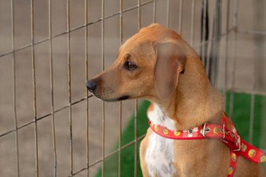 Detail of a person's hand petting a dog that is inside a pen at an animal adoption fair. clipart