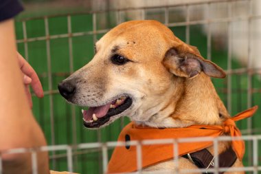 Hayvan evlat edinme fuarında ağılın içindeki bir köpeği okşayan bir insanın ayrıntıları..