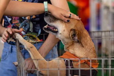  Karamel renkli bir köpek, terkedilmiş hayvanlar için bir evlat edinme fuarında okşanmış..