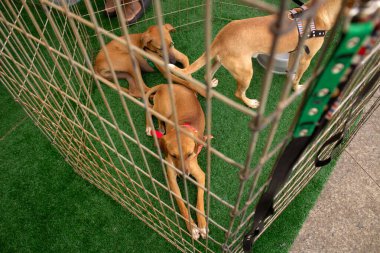 Hayvan evlat edinme fuarında ağılın içindeki bir köpeği okşayan bir insanın ayrıntıları..