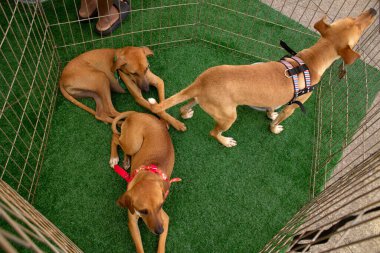 Birkaç karamel renkli köpek, bir kalem içinde, yukarıdan çekilmiş, bir hayvan evlat edinme fuarında..