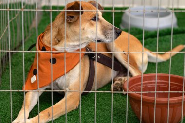 Karamelli bir köpek, boynunda karamel renkli bir eşarp, bir hayvan evlat edinme fuarında, bir kalemin içinde uzanıyor..