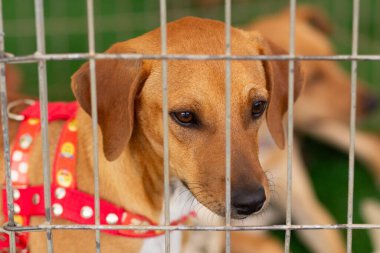 Hayvan evlat edinme fuarında ağılın içinde yerde yatan bir köpek..