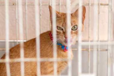 Sokaktan kurtarılan hayvanlar için düzenlenen evlat edinme fuarında kafesteki kızıl bir kedi..