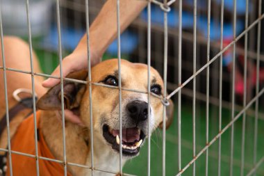 Hayvan evlat edinme fuarında ağılın içindeki bir köpeği okşayan bir insanın ayrıntıları..