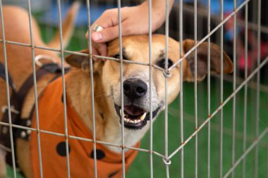 Hayvan evlat edinme fuarında ağılın içindeki bir köpeği okşayan bir insanın ayrıntıları..