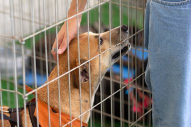 Detail of a person's hand petting a dog that is inside a pen at an animal adoption fair. clipart