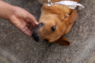 Evlat edinme fuarında beton zeminde yatan bir köpeği okşayan bir insanın ayrıntıları..