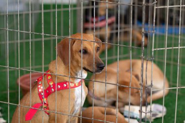  Karamel renkli köpek yavruları, hayvan evlat edinme fuarında bir ağılın içinde..