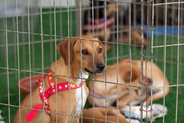  Karamel renkli köpek yavruları, hayvan evlat edinme fuarında bir ağılın içinde..
