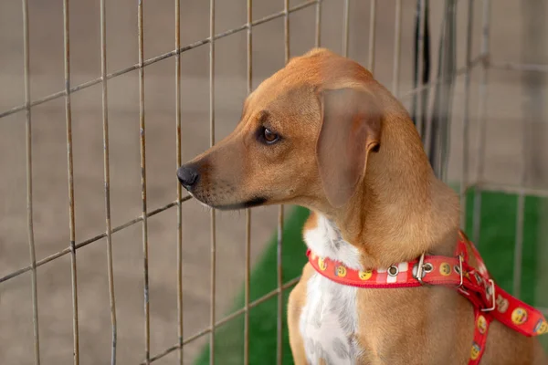 Hayvan evlat edinme fuarında ağılın içindeki bir köpeği okşayan bir insanın ayrıntıları..