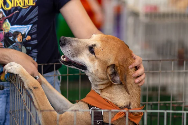 A caramel-colored dog in a pen, being petted by a person at an adoption fair for abandoned animals.