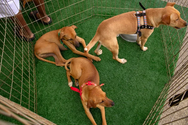 Some caramel-colored dogs, inside a pen, photographed from above, at an animal adoption fair.