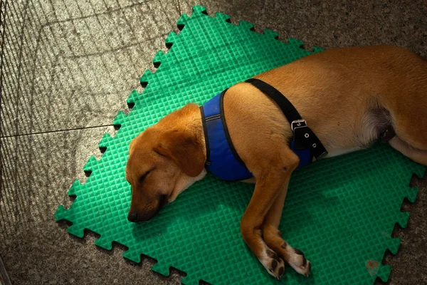 見捨てられた動物養子縁組フェアのペンの中にゴミの緑のマットの上に横たわるキャラメル色の犬 — ストック写真