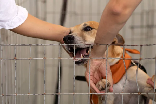 stock image A caramel-colored dog is being petted by two people at an adoption fair for animals rescued from the streets.