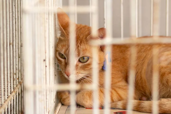A ginger cat available for adoption, lying inside a cage at an animal fair for donation.