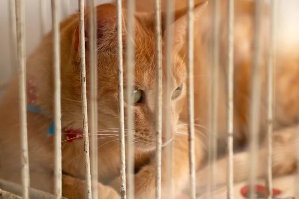 Close-up on a ginger cat available for adoption, lying inside a cage at an animal fair for donation.