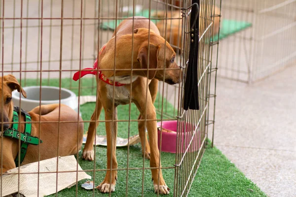 A caramel-colored dog is enclosed in a pen at an adoption fair.