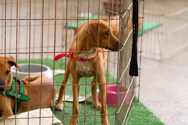 A caramel-colored dog is enclosed in a pen at an adoption fair.