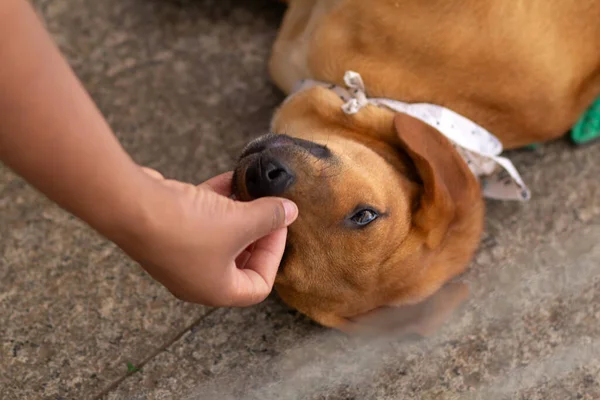 Detail of a person\'s hand petting a dog that is lying on the concrete floor at an adoption fair.
