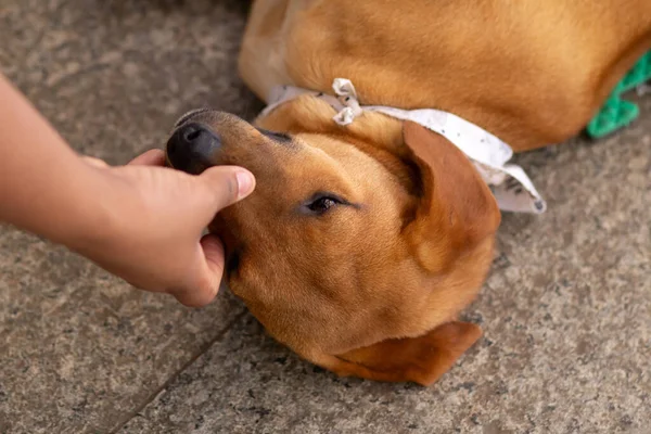 Detail of a person\'s hand petting a dog that is lying on the concrete floor at an adoption fair.