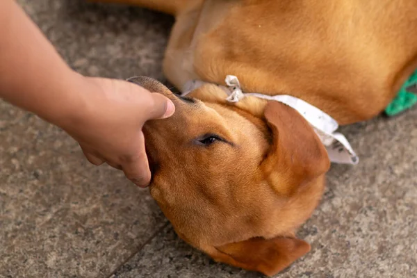 Detail of a person's hand petting a dog that is lying on the concrete floor at an adoption fair.