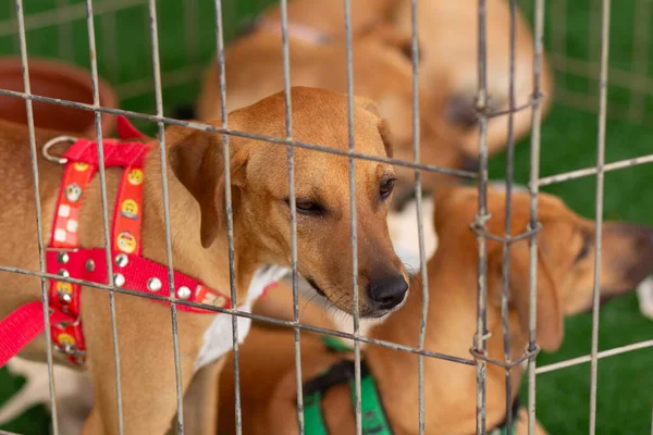 Some caramel-colored puppies, inside a pen at an animal adoption fair.