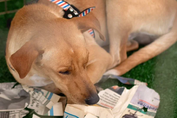 A dog lying on the ground inside a pen at an animal adoption fair.