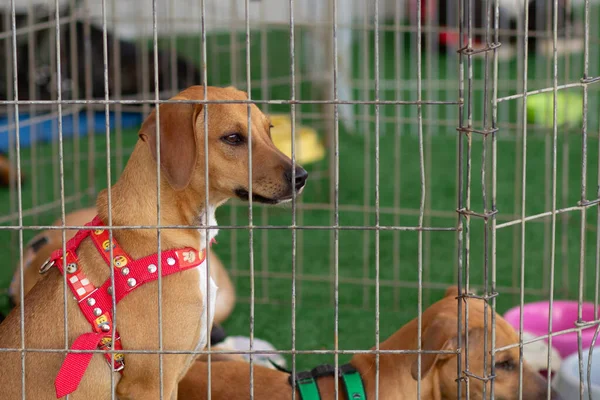 Some caramel-colored puppies, inside a pen at an animal adoption fair.