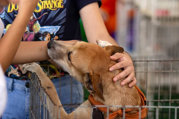 一只用钢笔制成的焦糖色的狗 在收养被遗弃的动物的交易会上被人爱抚着 图库照片