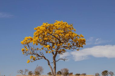Kuru otların ortasında, Goias 'ta BR-352' nin kıyısında, arka planda gökyüzü olan sarı bir ipe..