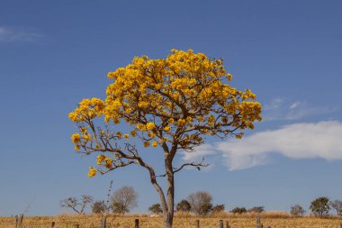 Kuru otların ortasında, Goias 'ta BR-352' nin kıyısında, arka planda gökyüzü olan sarı bir ipe..