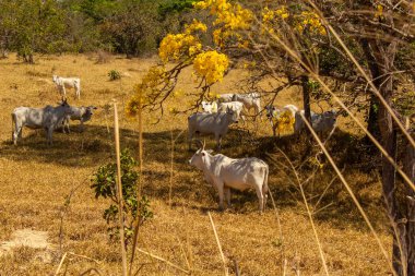Um rebanho de gado pastando no capim seco do cerrado goiano em epoca de seca e detalhes de um ipe amarelo florido.