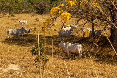 Um rebanho de gado pastando no capim seco do cerrado goiano em epoca de seca e detalhes de um ipe amarelo florido.